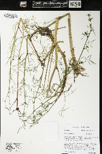Cicuta bulbifera image