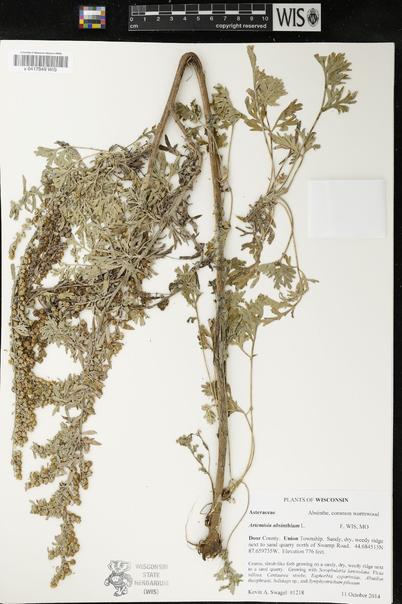 Artemisia absinthium image