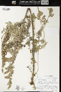 Artemisia absinthium image