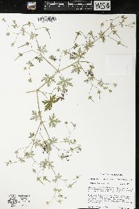 Geranium bicknellii image