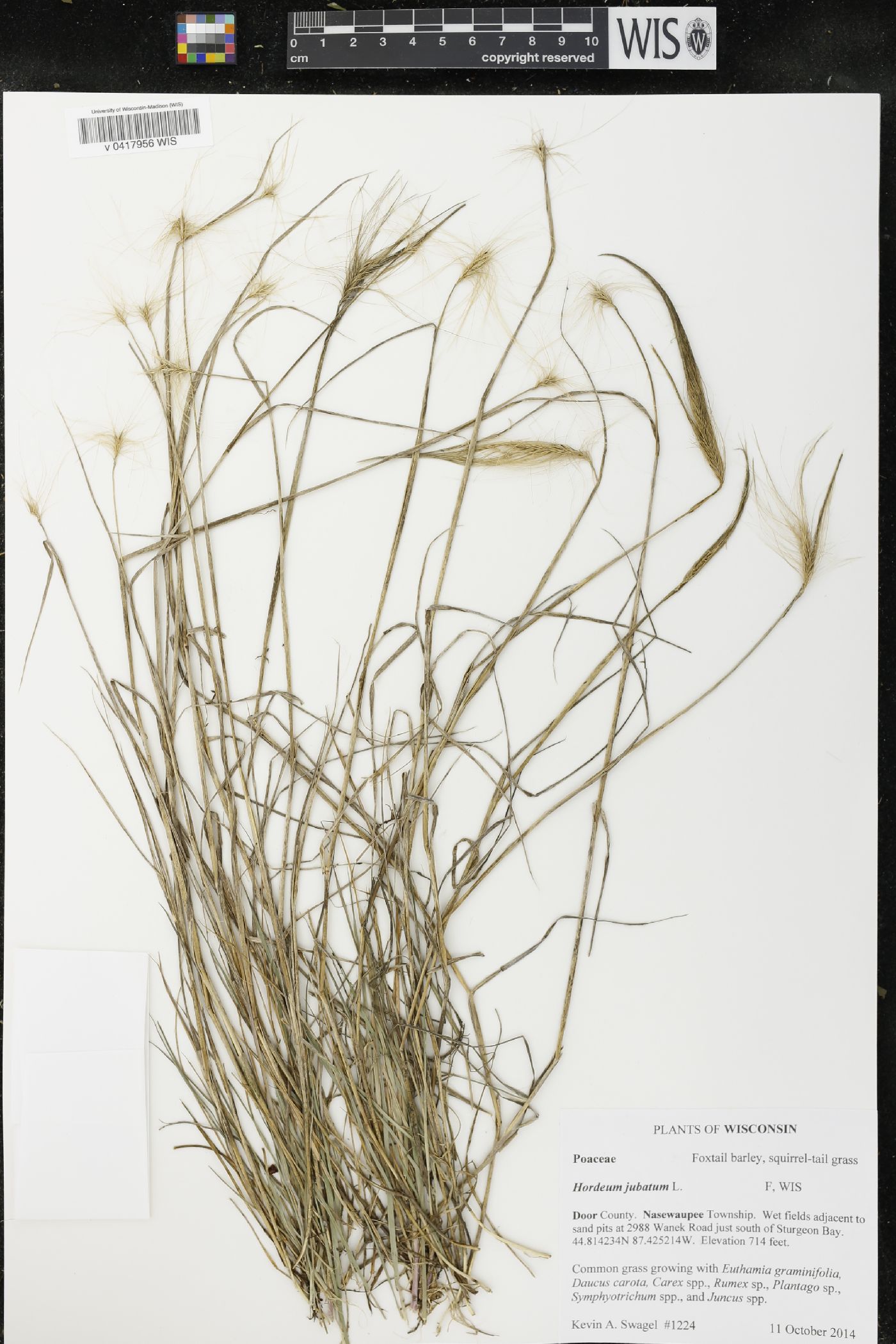Hordeum jubatum image