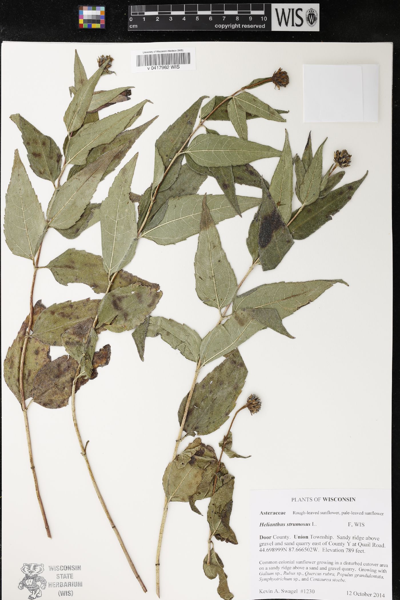 Helianthus strumosus image