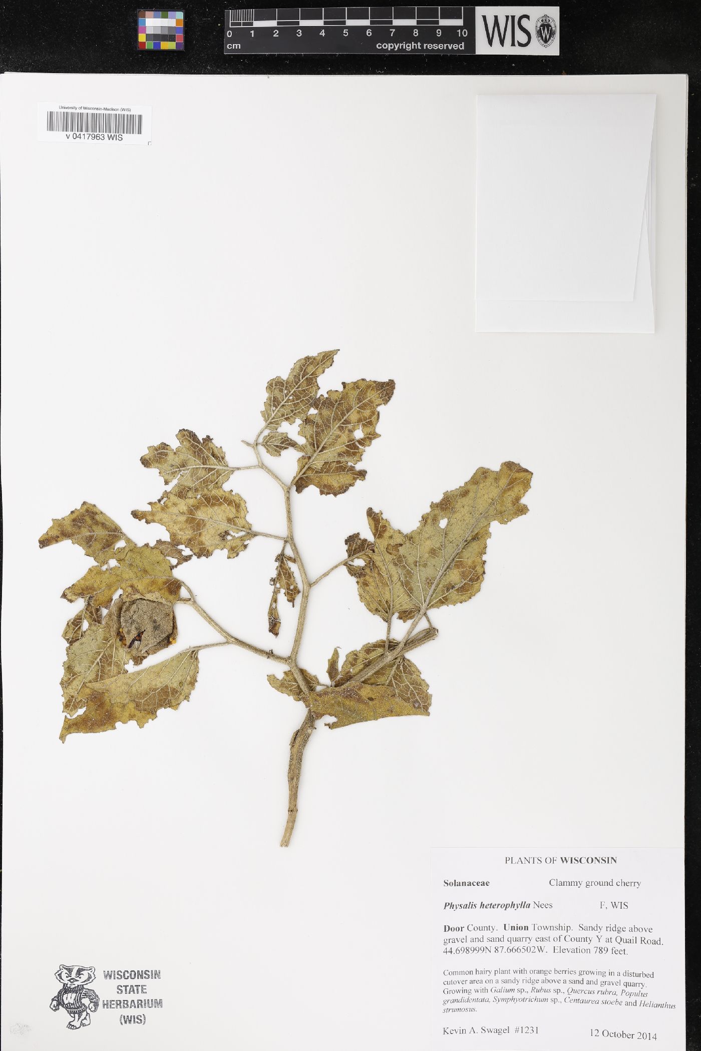 Physalis heterophylla image