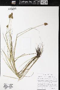 Carex bebbii image