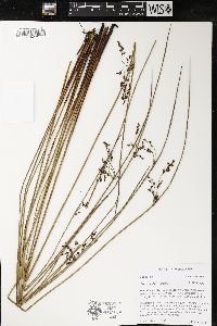 Juncus pylaei image