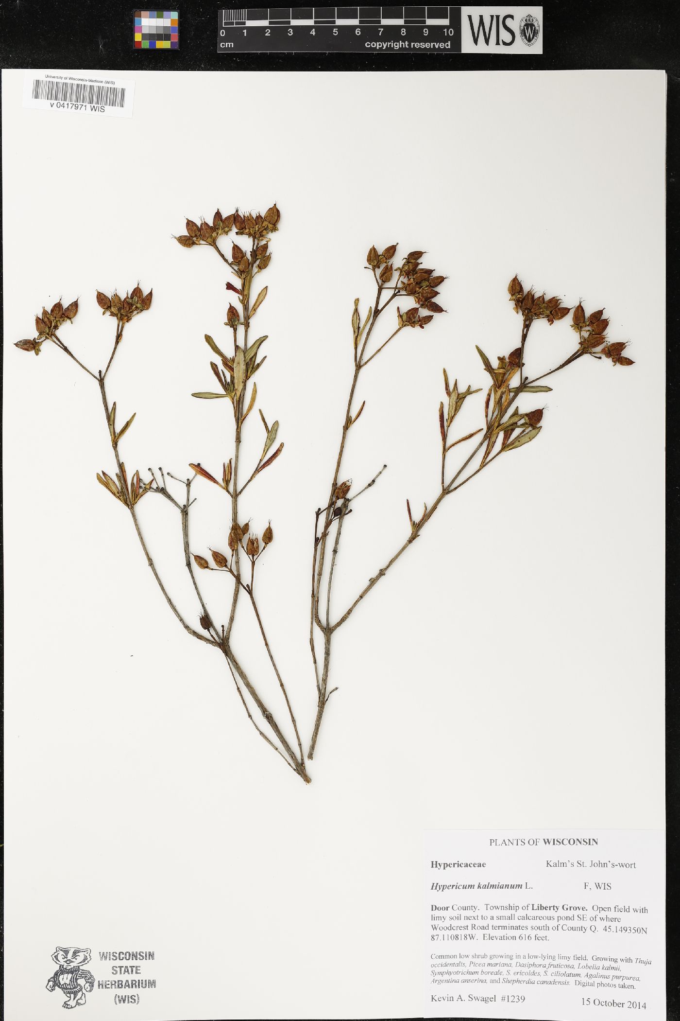 Hypericum kalmianum image