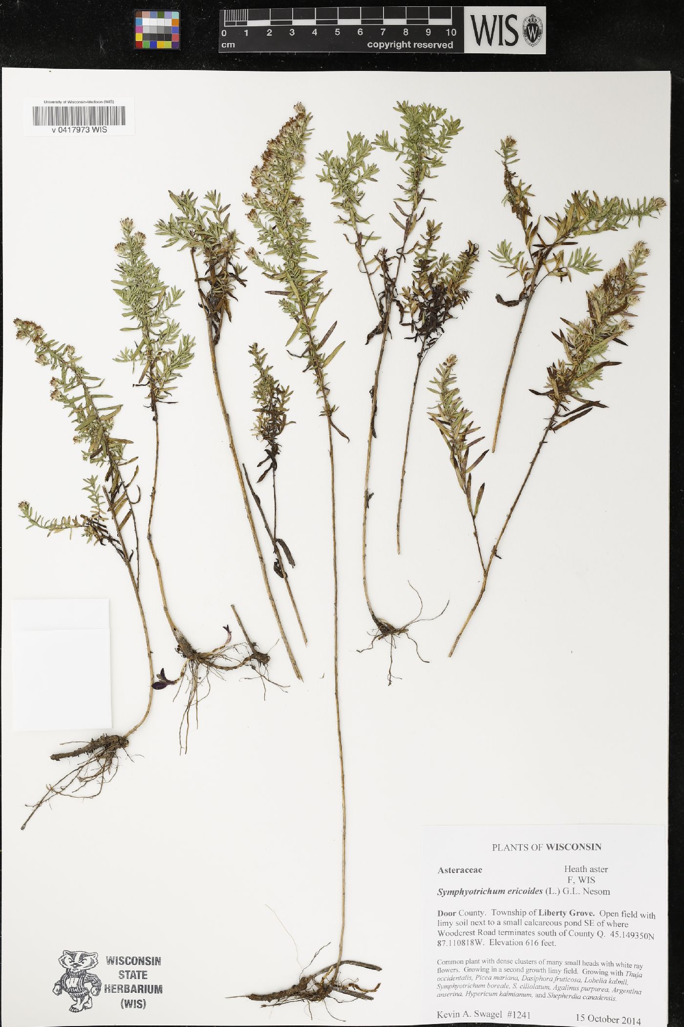 Symphyotrichum ericoides image