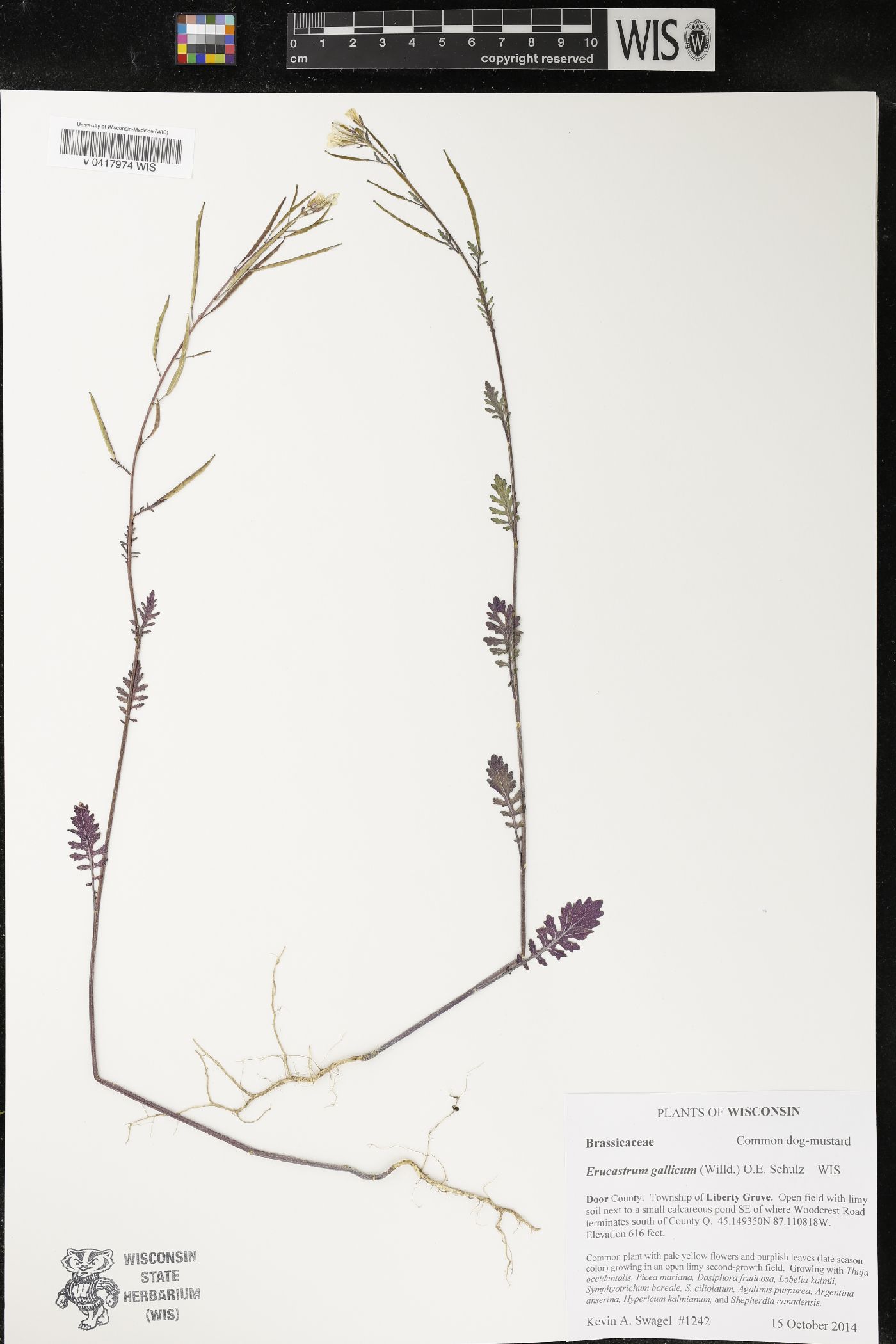 Erucastrum gallicum image