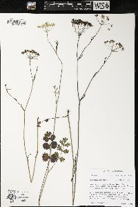 Pimpinella saxifraga image