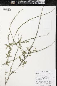 Sisymbrium officinale image