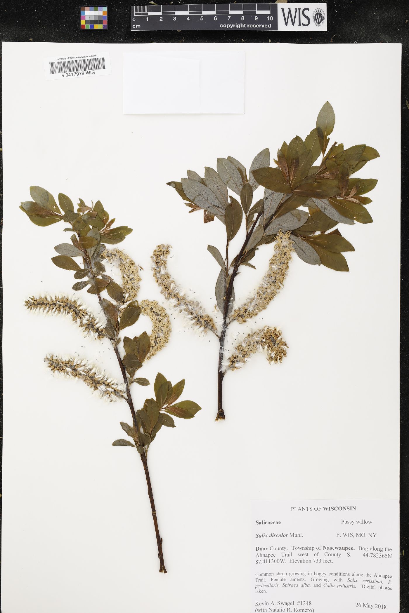 Salix discolor image