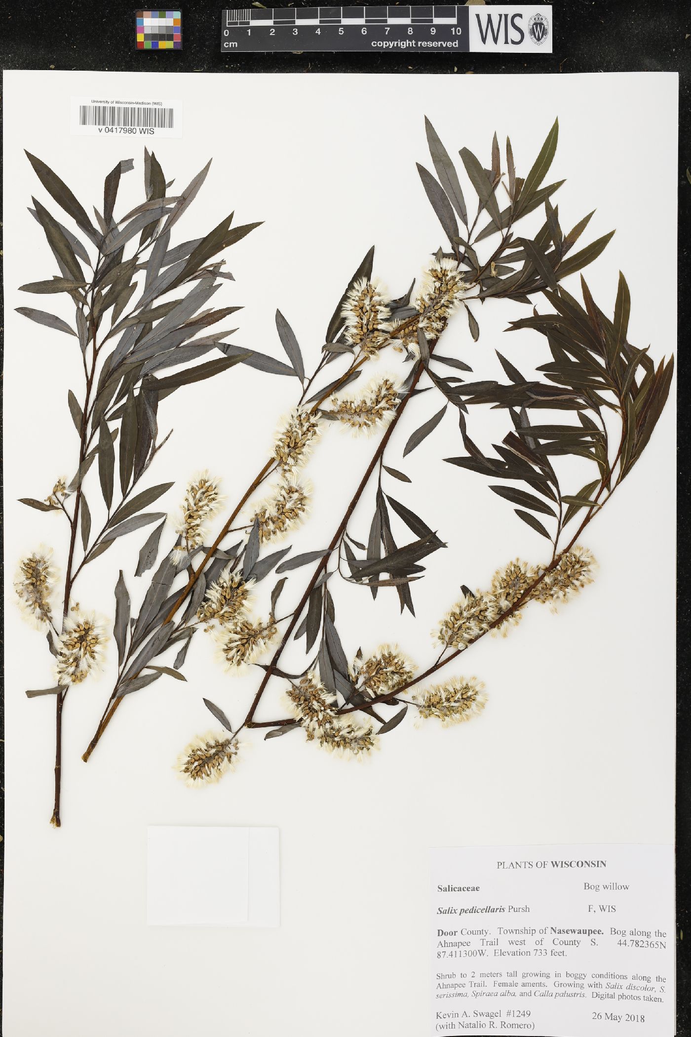 Salix petiolaris image
