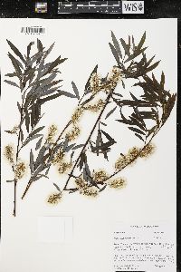 Salix petiolaris image