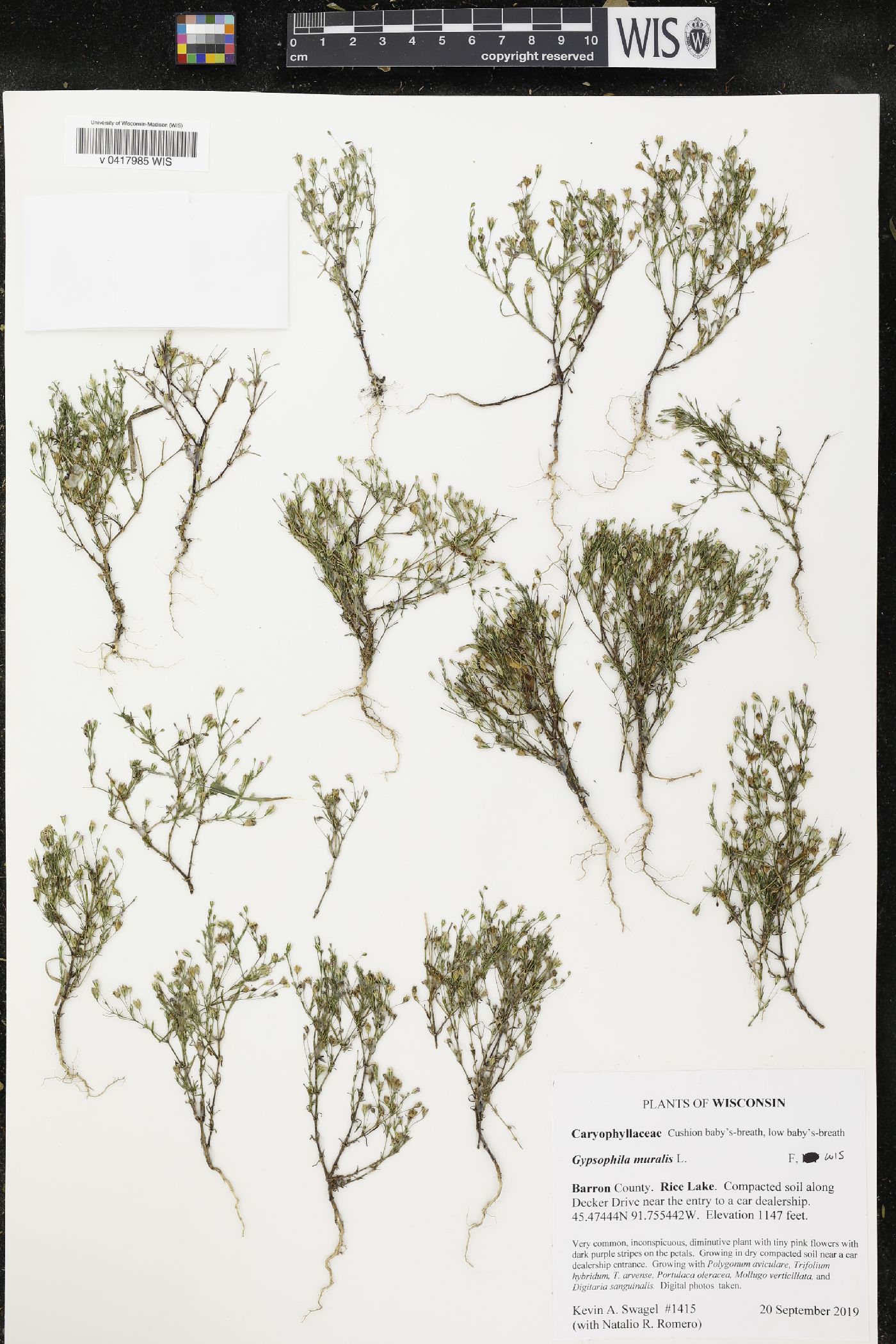 Gypsophila muralis image