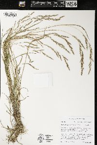 Muhlenbergia mexicana image