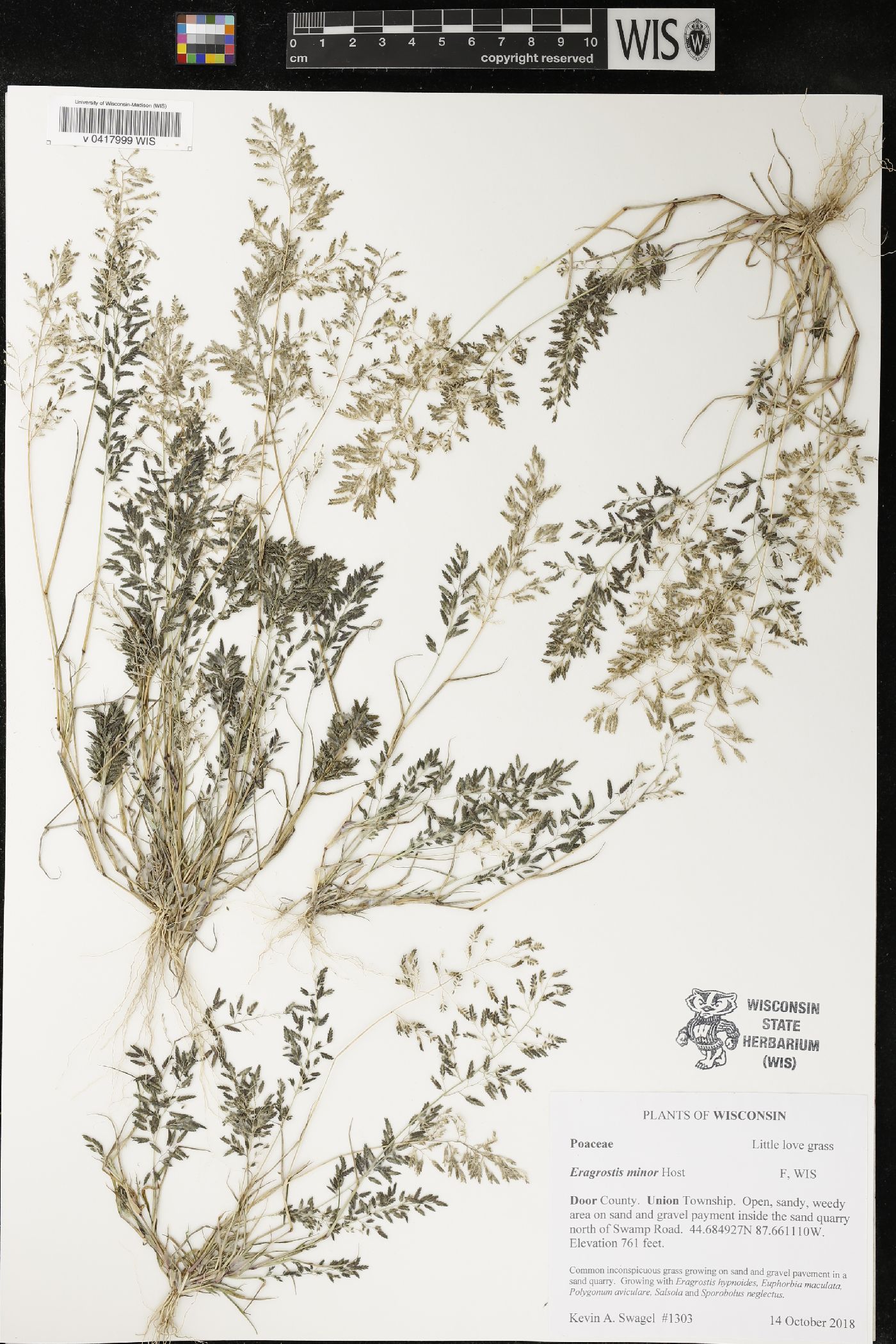 Eragrostis minor image