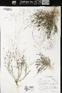 Eragrostis hypnoides image