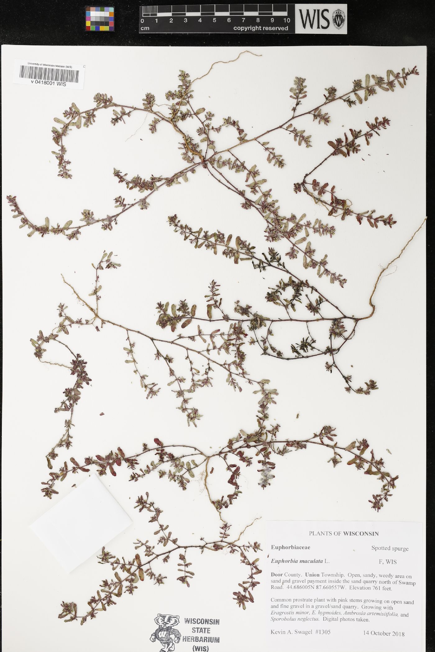 Euphorbia maculata image