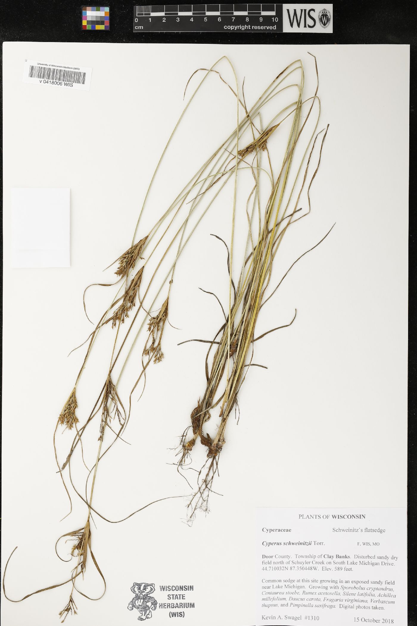 Cyperus schweinitzii image
