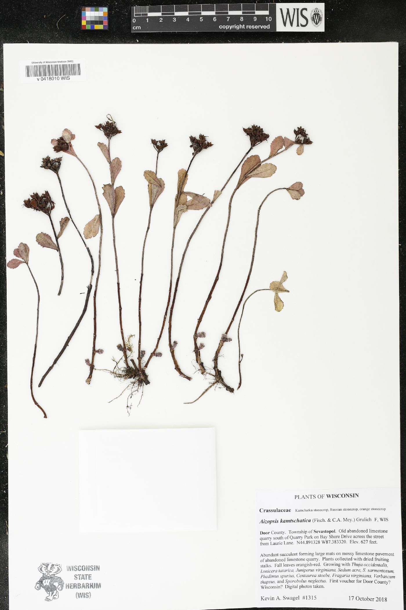 Phedimus kamtschaticus image