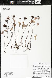 Phedimus kamtschaticus image