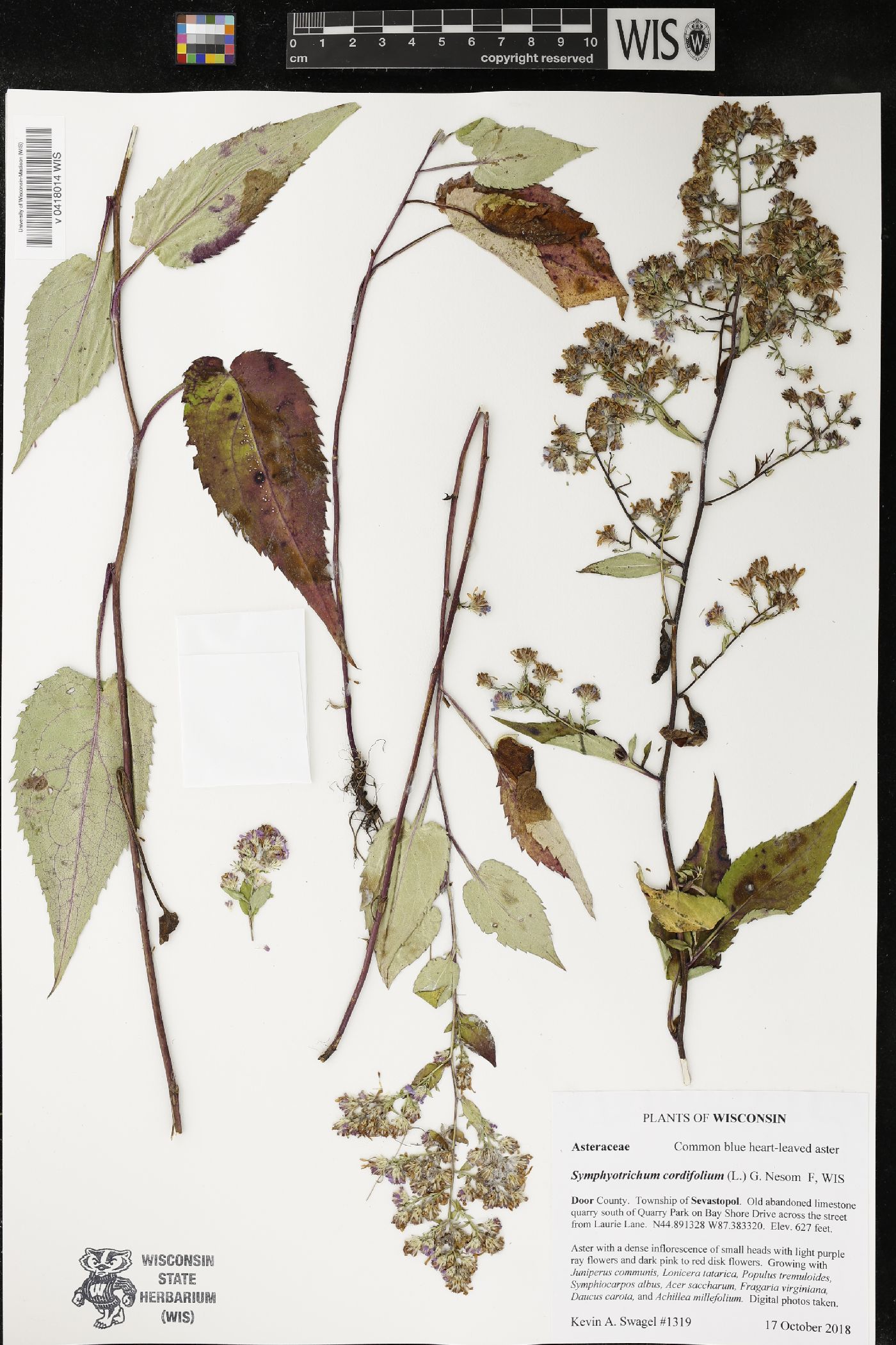 Symphyotrichum cordifolium image