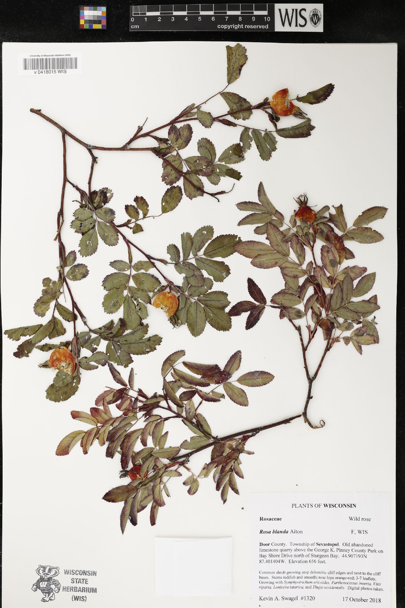 Rosa blanda image