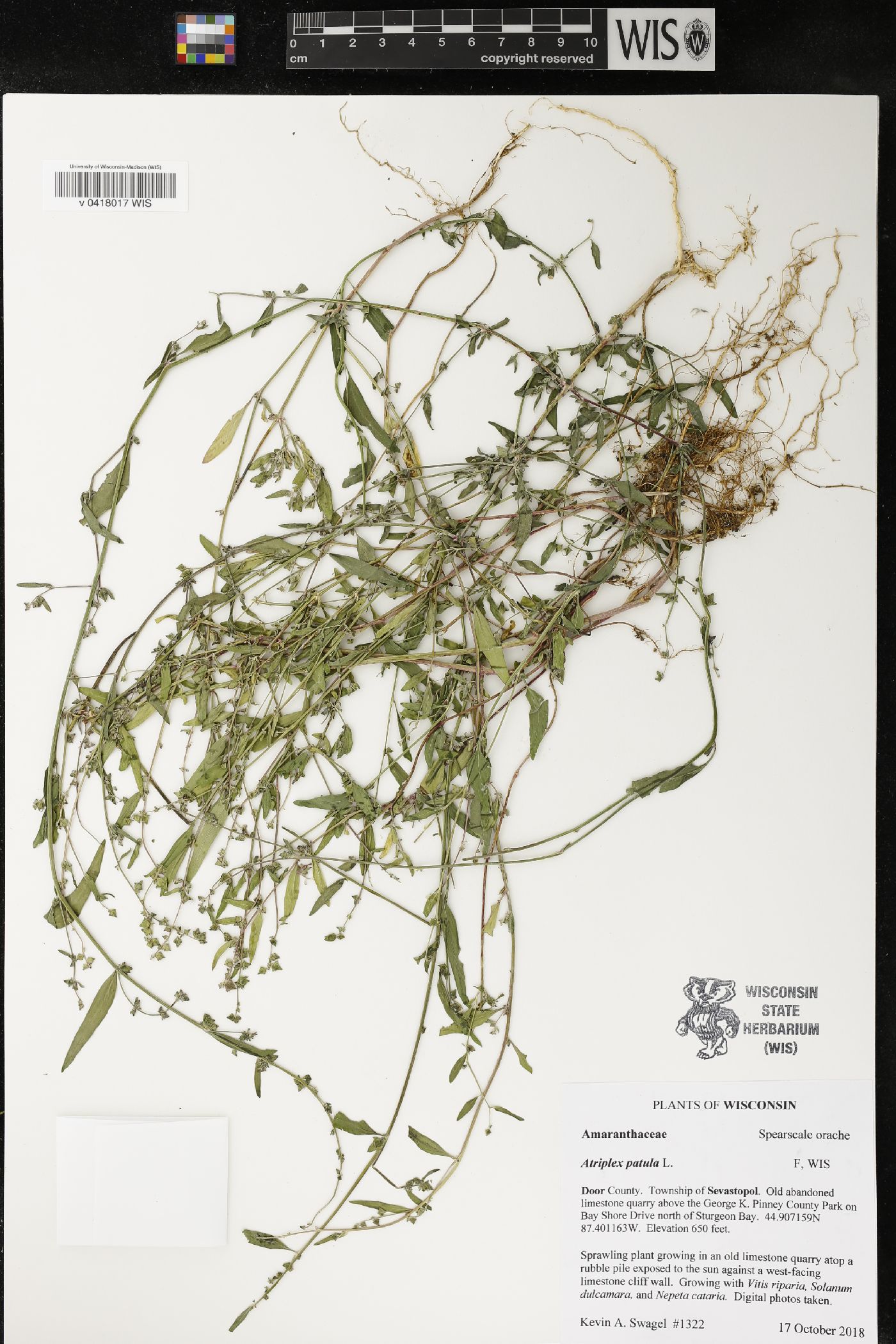 Atriplex patula image