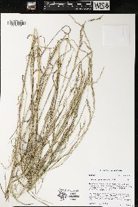 Muhlenbergia mexicana image