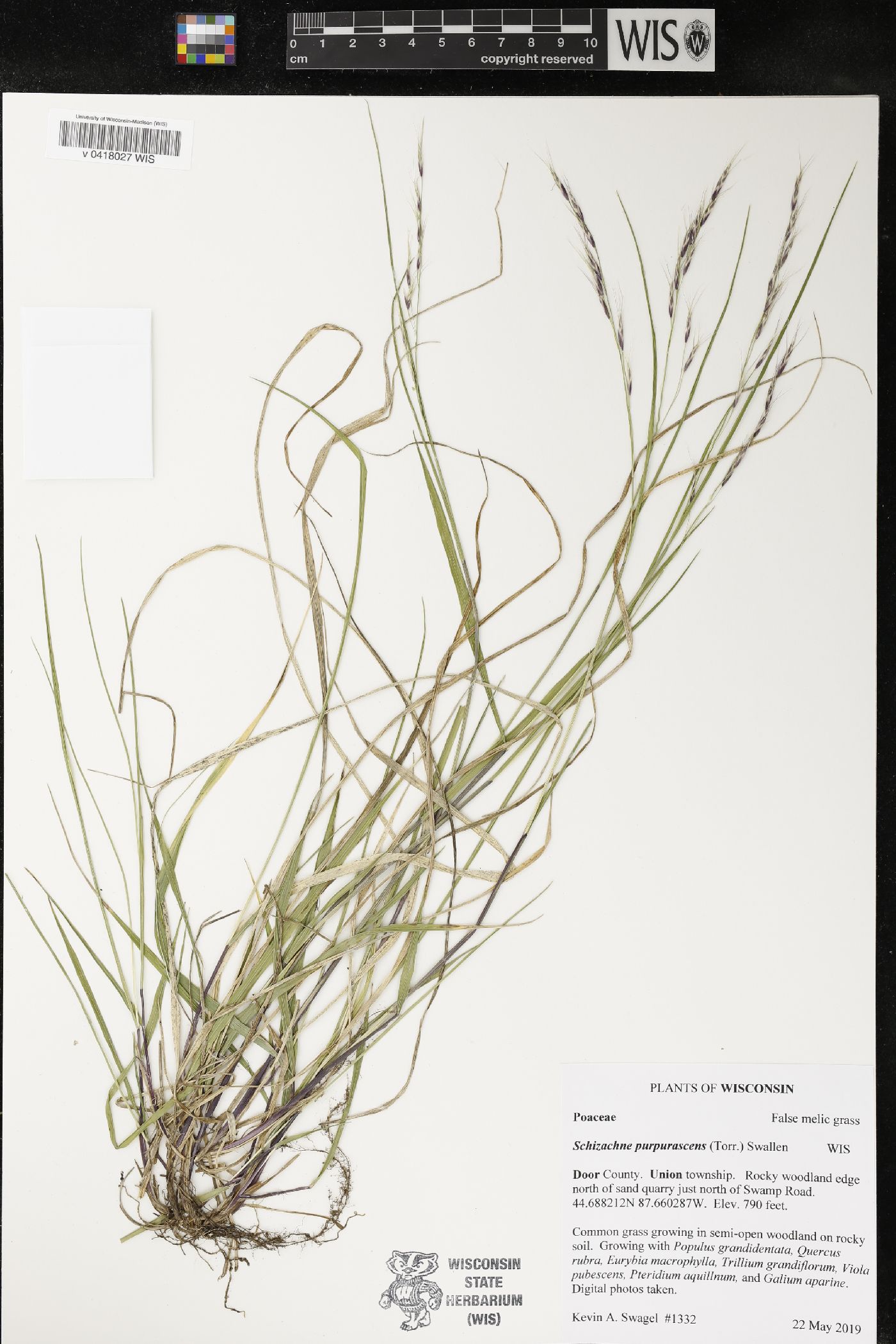 Schizachne purpurascens image