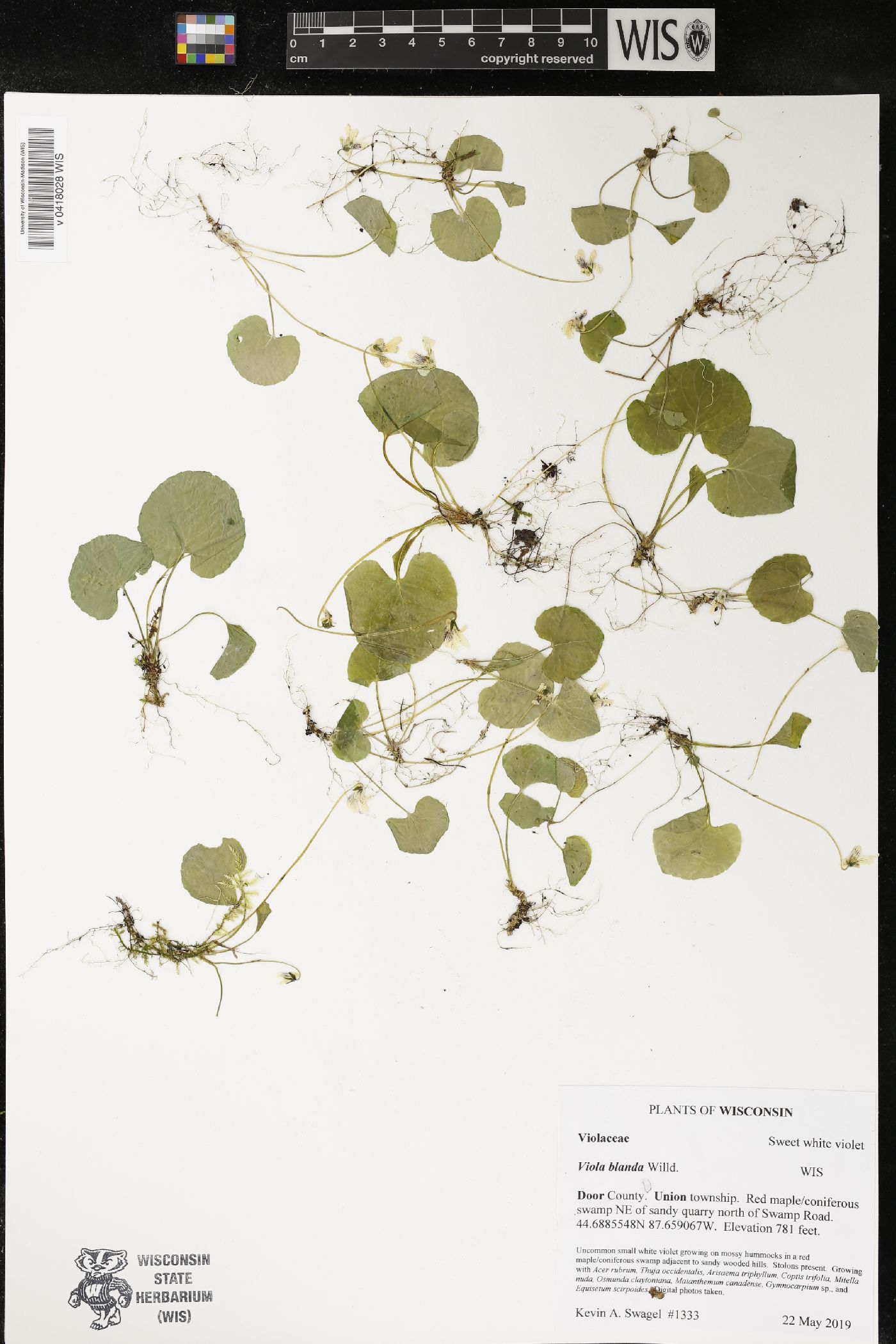 Viola blanda image