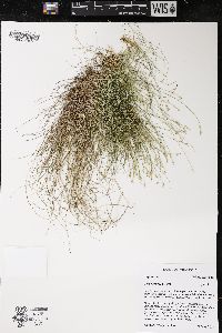 Carex eburnea image