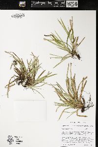 Carex backii image