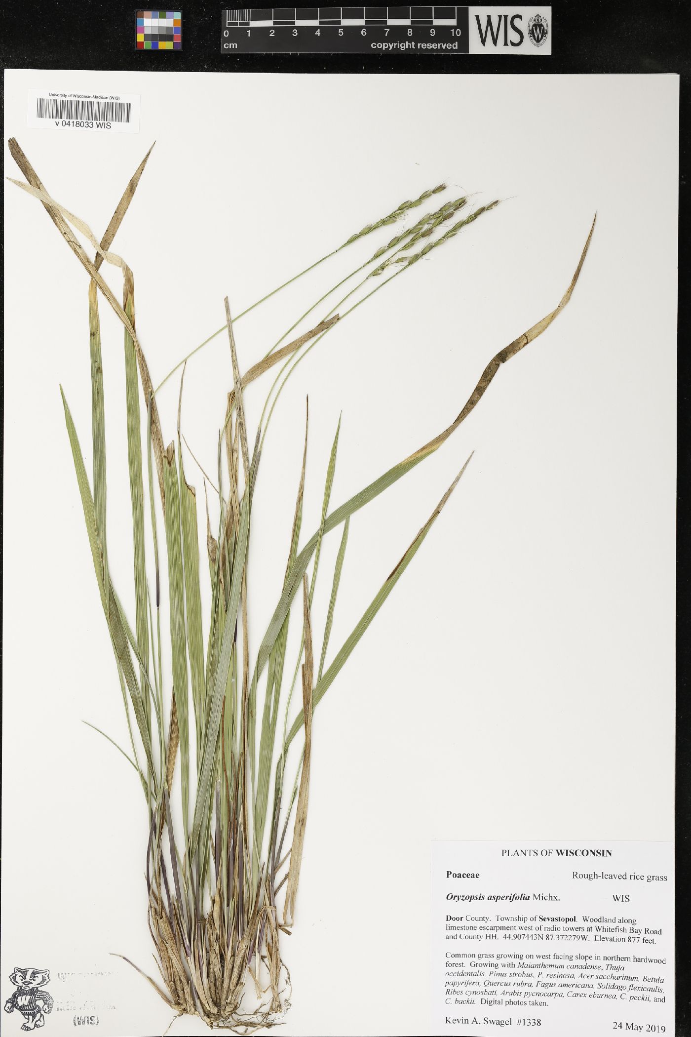 Oryzopsis asperifolia image