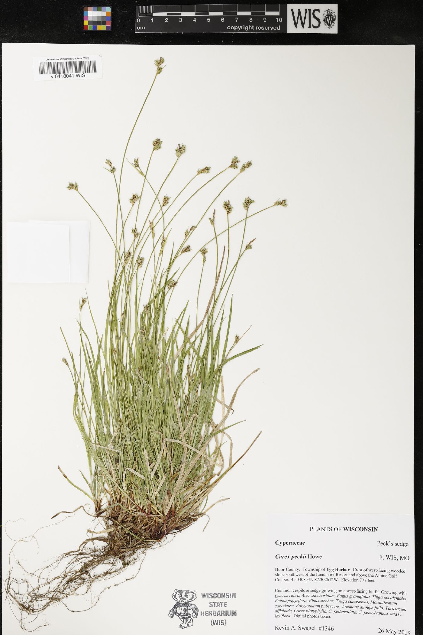 Carex peckii image
