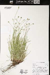 Carex peckii image