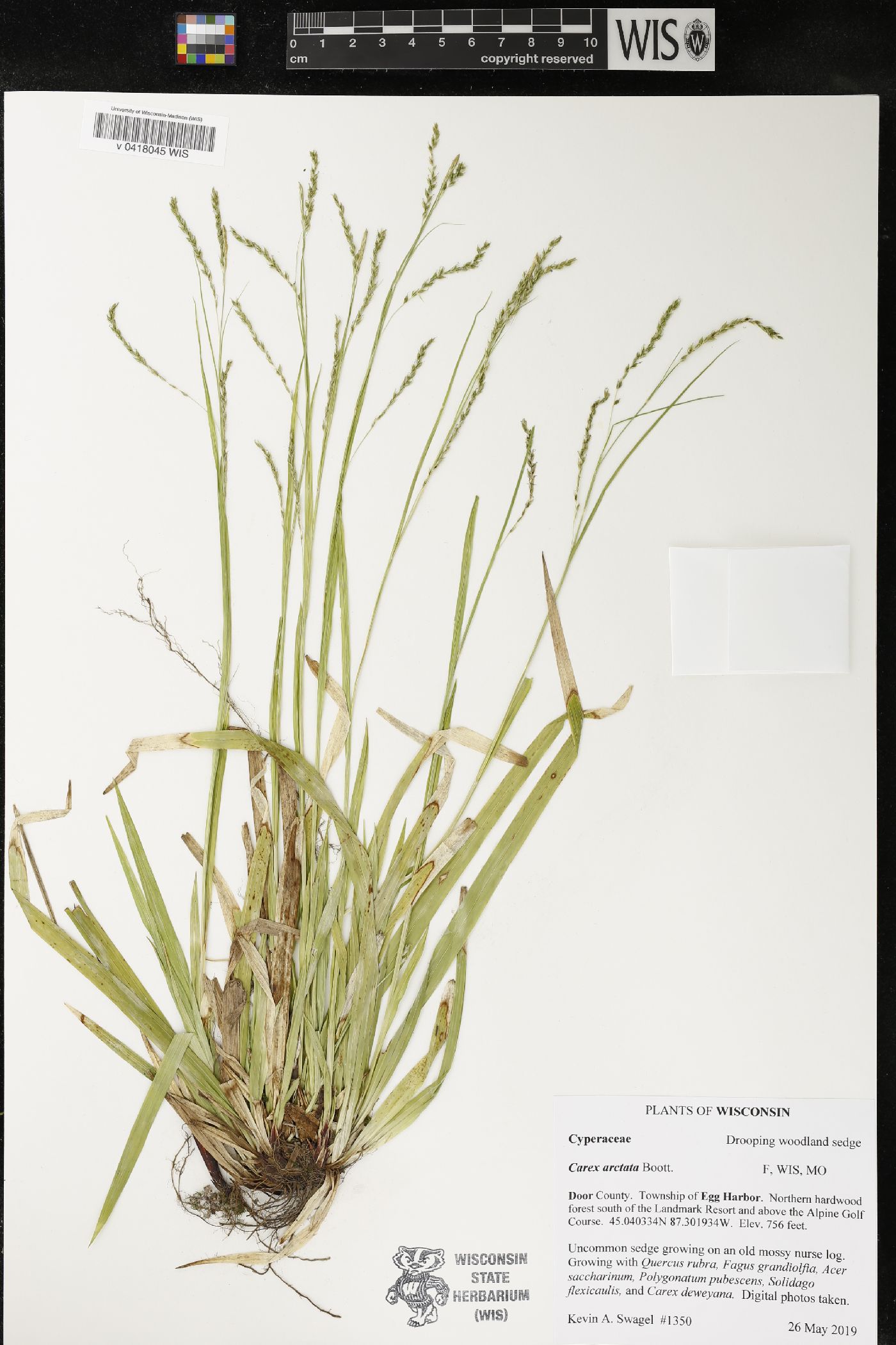 Carex arctata image