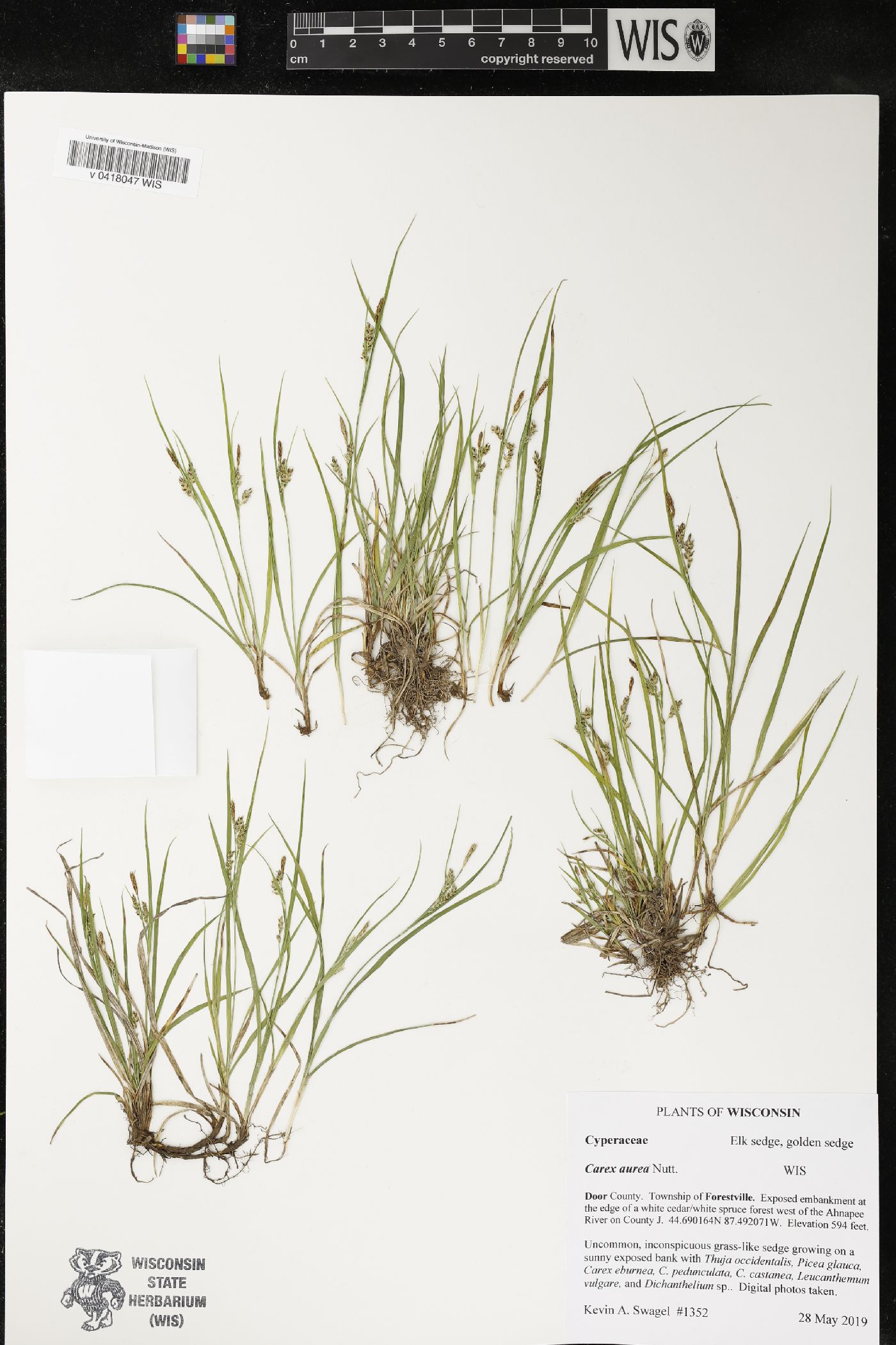 Carex aurea image