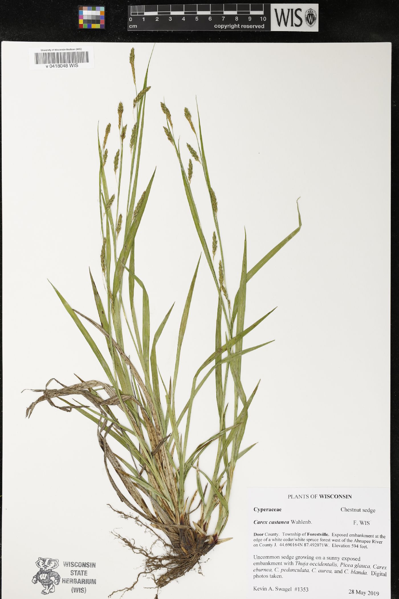 Carex castanea image
