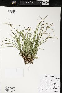 Carex pedunculata image