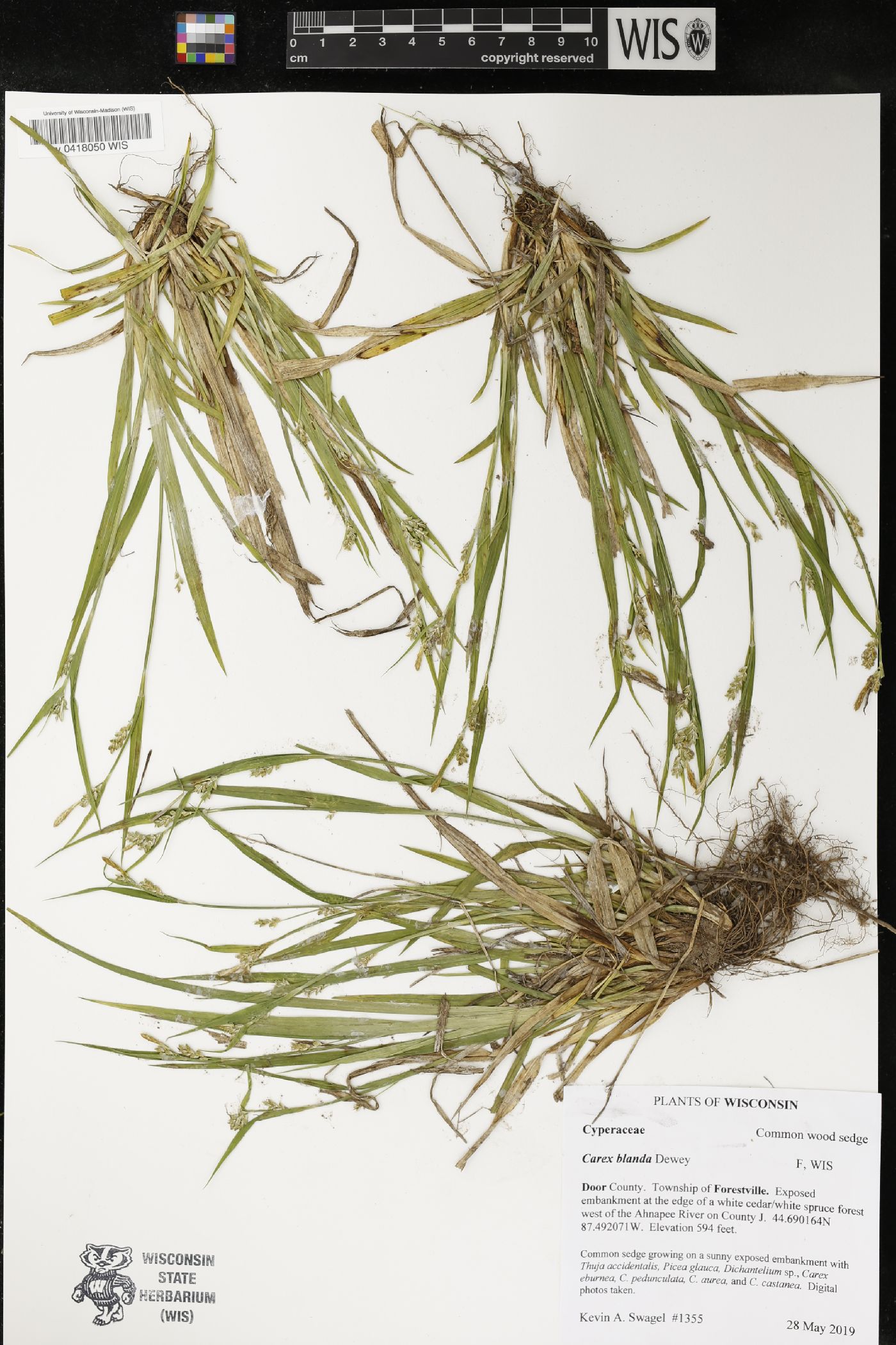 Carex blanda image