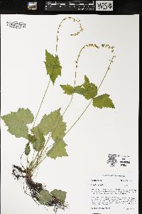 Mitella diphylla image