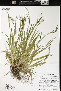 Carex leptonervia image