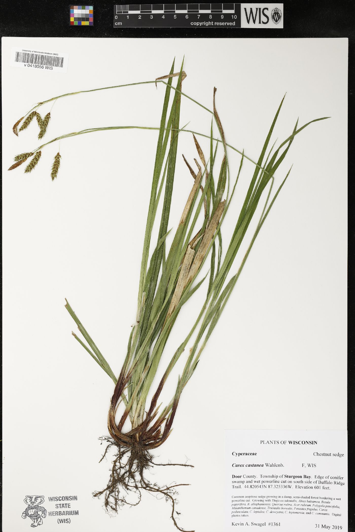 Carex castanea image