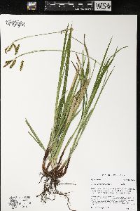 Carex castanea image