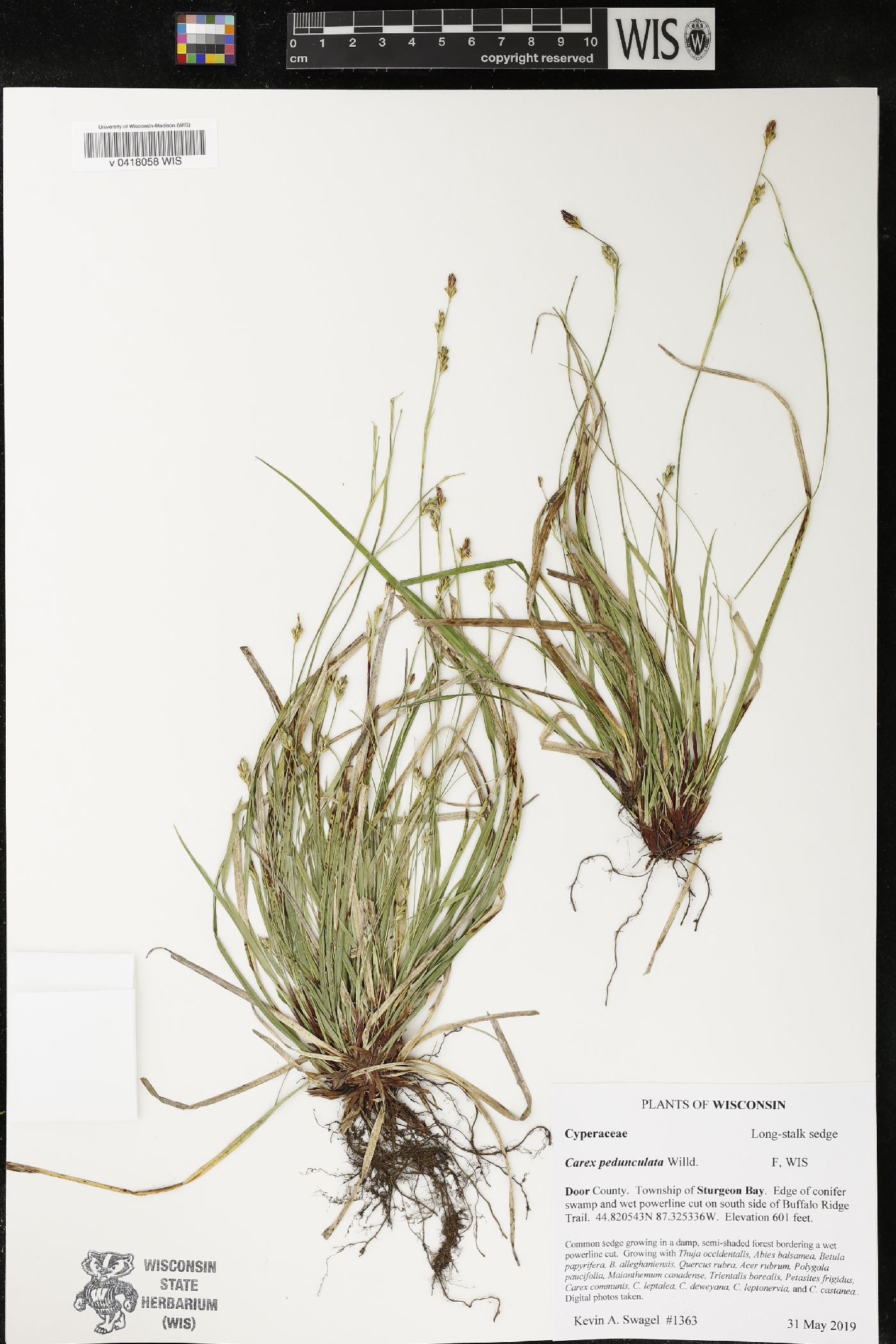 Carex pedunculata image