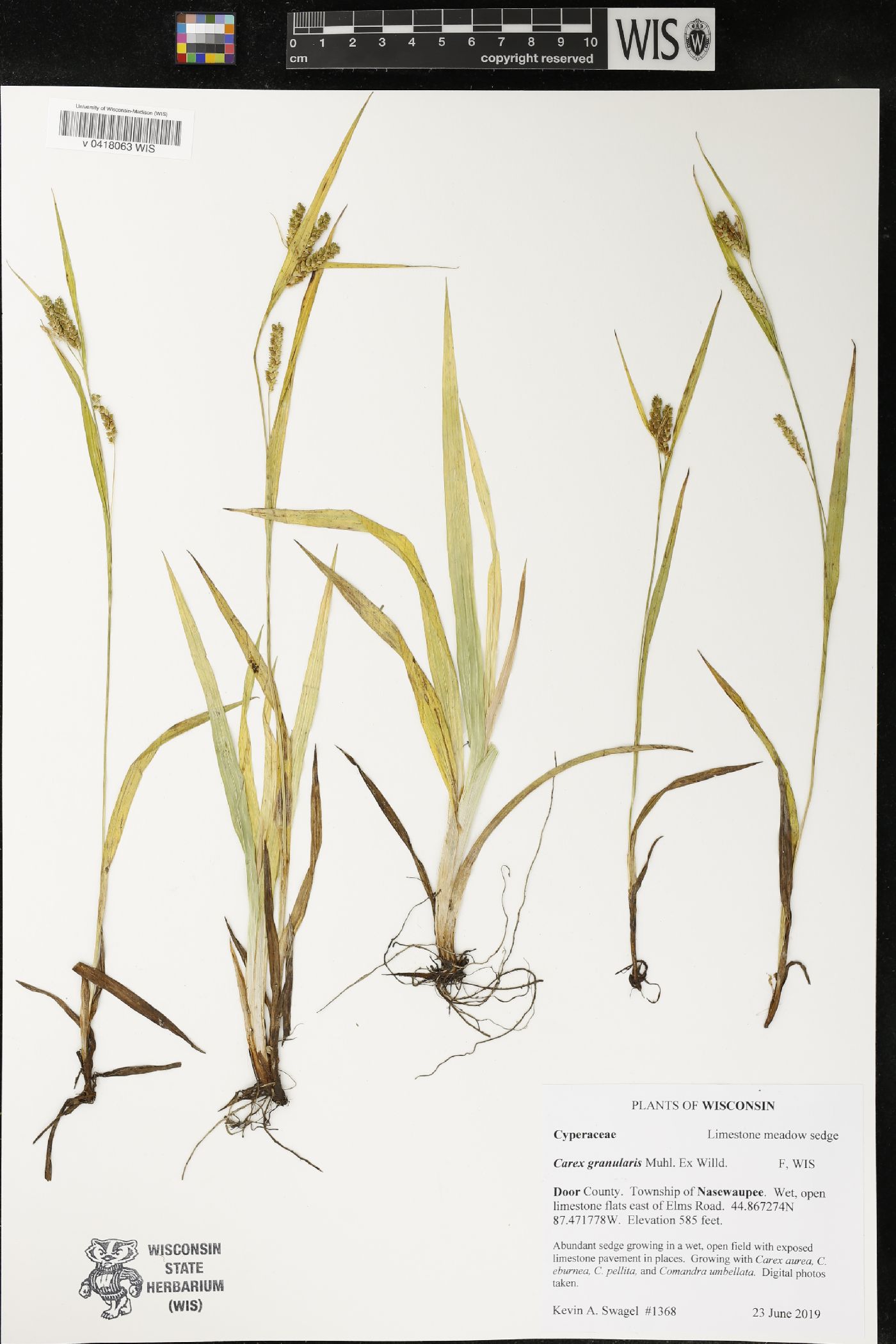 Carex granularis image