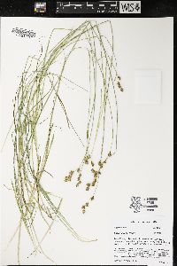 Carex tenera image