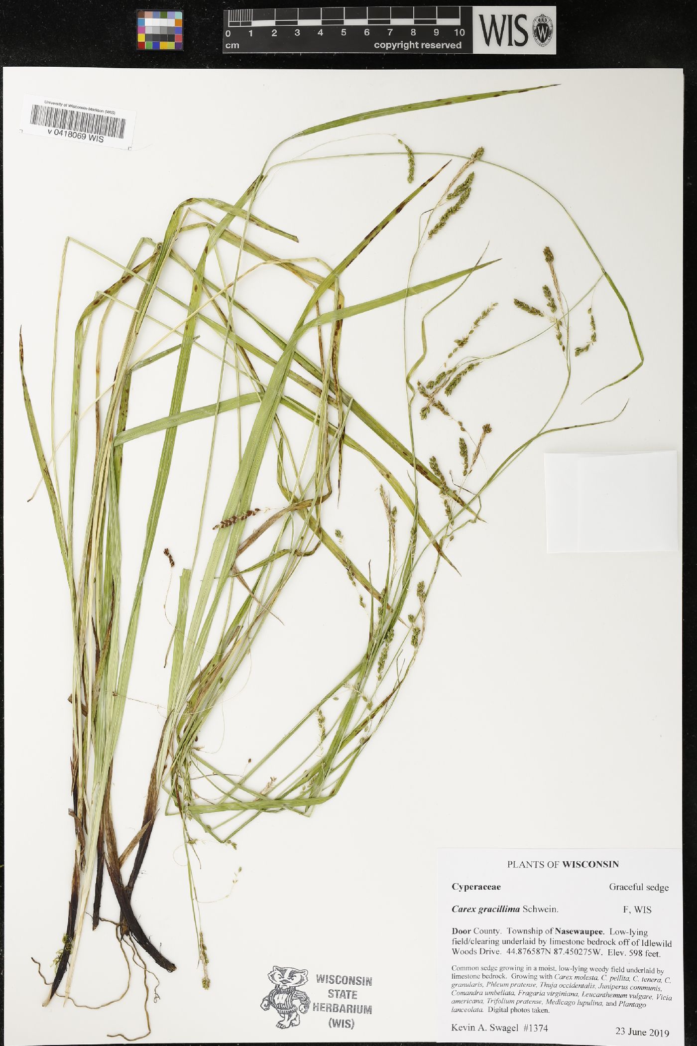 Carex gracillima image