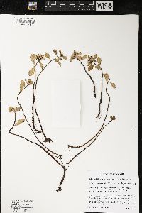 Phedimus kamtschaticus image